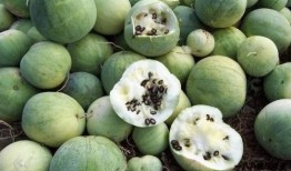 全球吃瓜免费入口